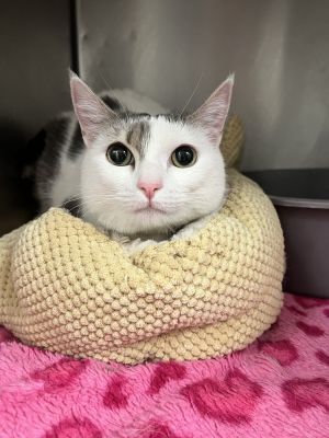 Introducing Patches Age 2 years old Breed Domestic Shorthair Patches is a two-year-old Domestic S