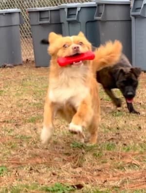 Homer, Adult Male Shetland Sheepdog / Sheltie