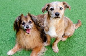Hello good people our names are Pete and Coco We are a bonded pair of little fellows looking to fi
