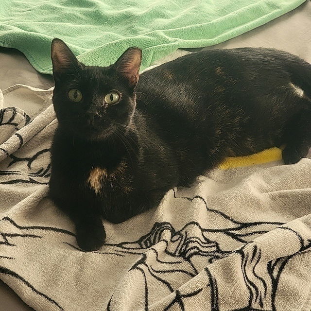 Echo