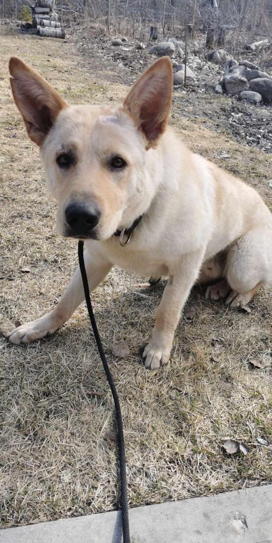 Bruce, an adoptable German Shepherd Dog in Steinbach, MB, R5G 2B2 | Photo Image 6