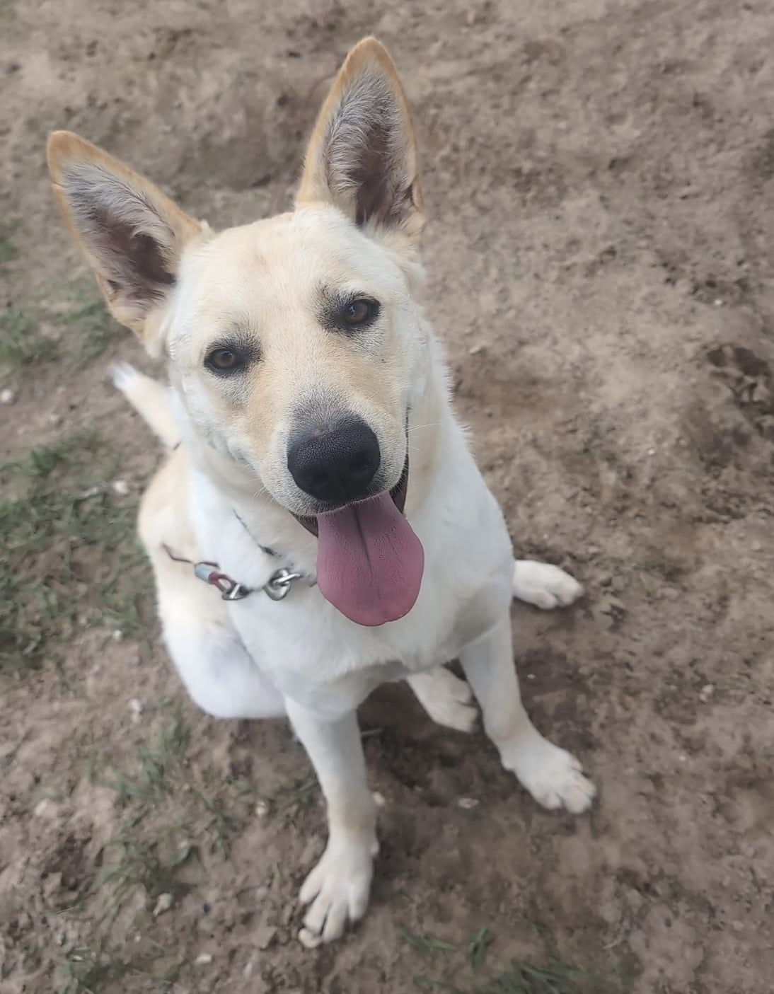 Bruce, an adoptable German Shepherd Dog in Steinbach, MB, R5G 2B2 | Photo Image 10