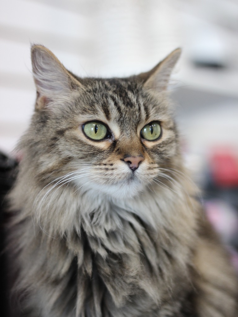 Mimi, an adoptable Domestic Long Hair in Las Vegas, NV, 89130 | Photo Image 1