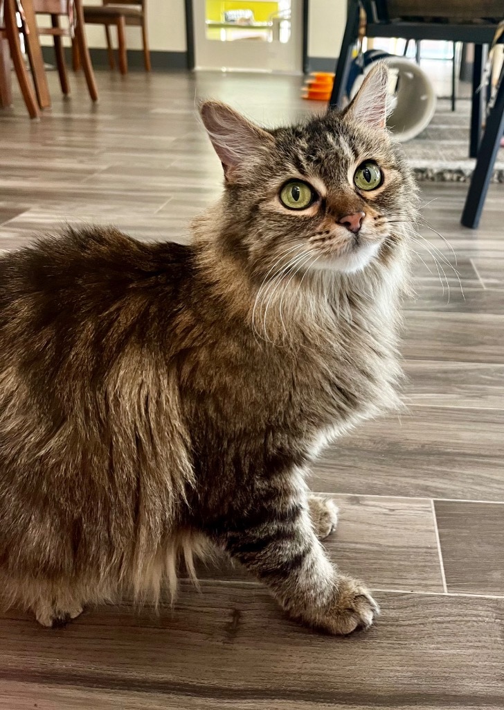 Mimi, an adoptable Domestic Long Hair in Las Vegas, NV, 89130 | Photo Image 3