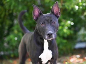 PHOENIX, Adult Female Australian Kelpie
