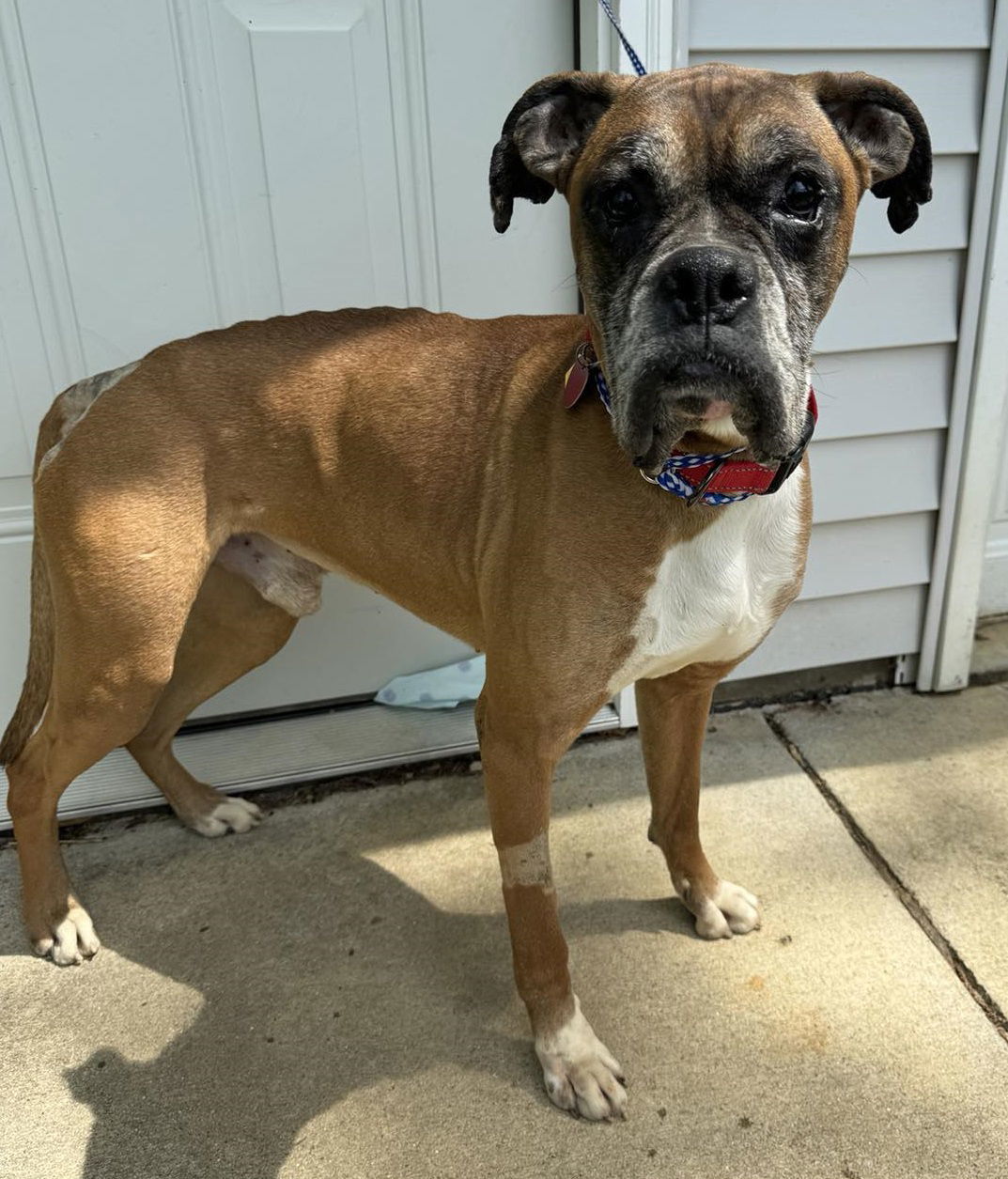 Dog for adoption Kane a Boxer in Shakopee MN Petfinder