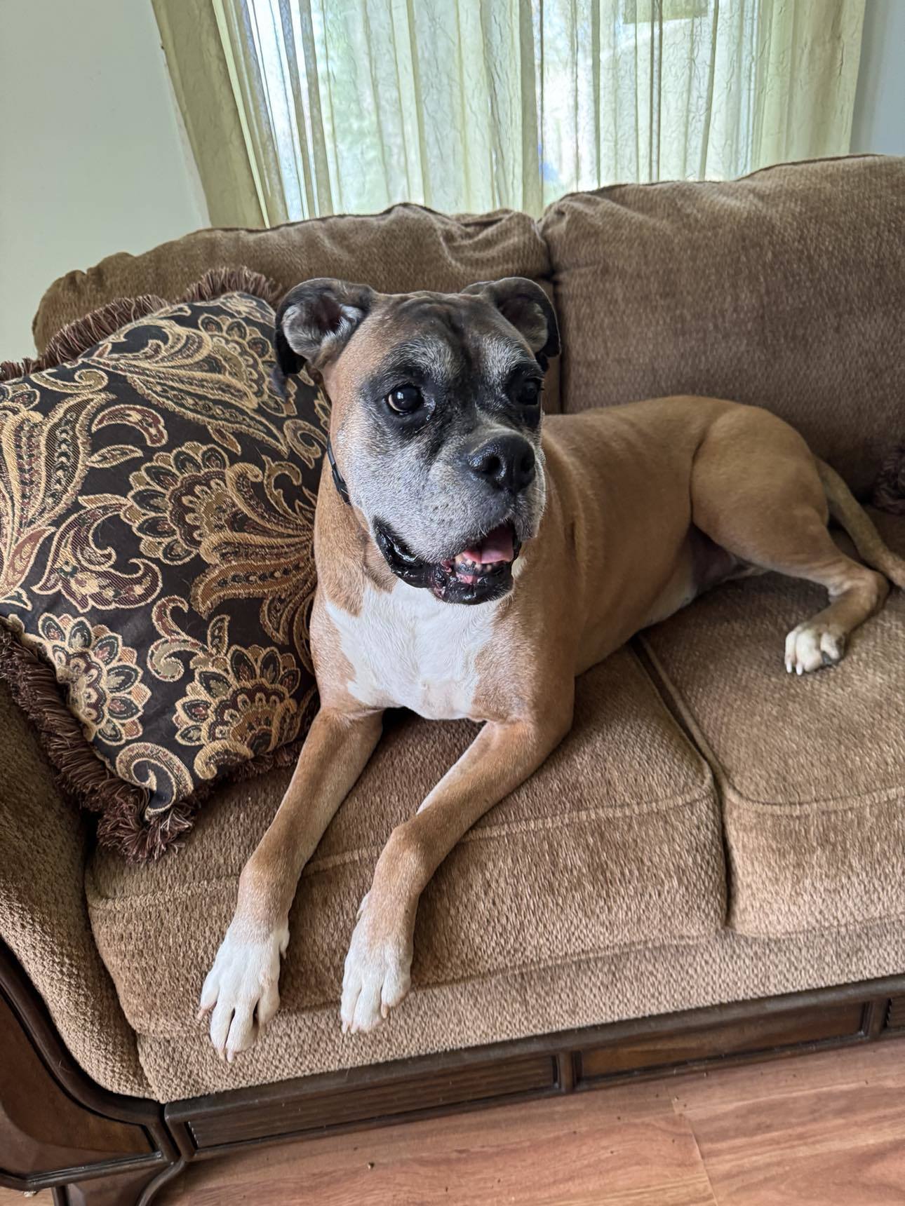 Kane, an adoptable Boxer in Shakopee, MN, 55379 | Photo Image 1