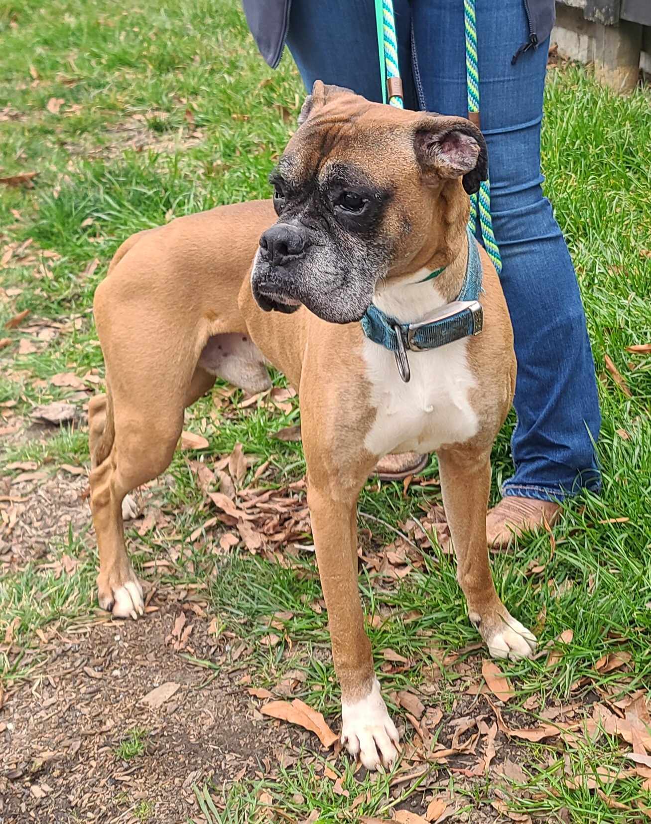 Kane, an adoptable Boxer in Shakopee, MN, 55379 | Photo Image 3