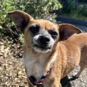 Khloe Chihuahua Dog