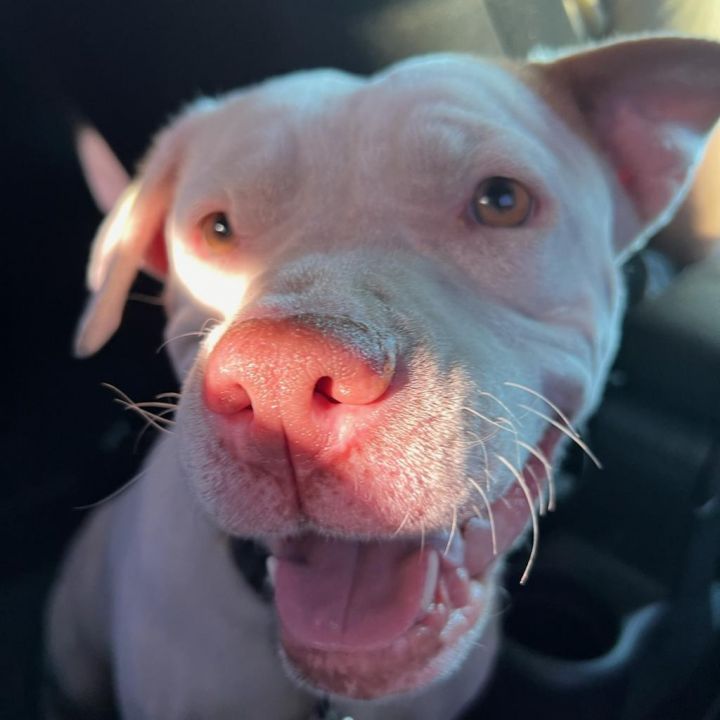 Adeline aka Addie 2