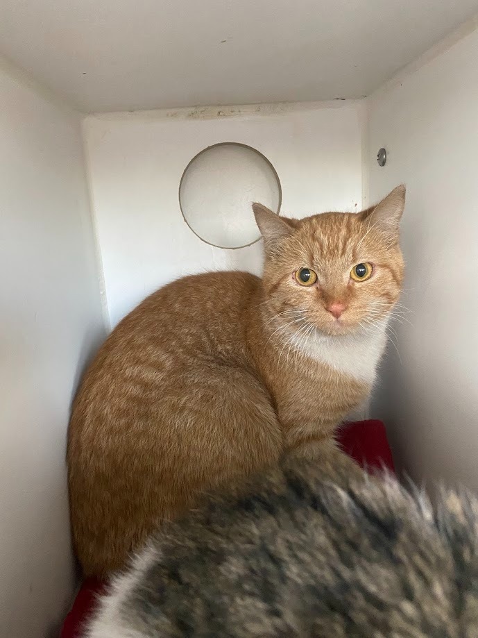 Debbie, an adoptable Domestic Short Hair in Sapulpa, OK, 74066 | Photo Image 1