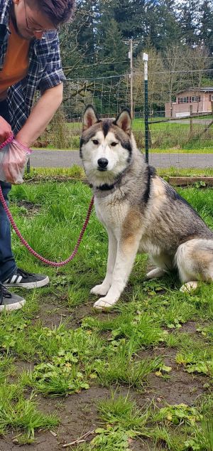 MAGGIE (Courtesy Listing) Alaskan Malamute Dog