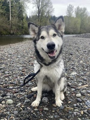 JADE Alaskan Malamute Dog
