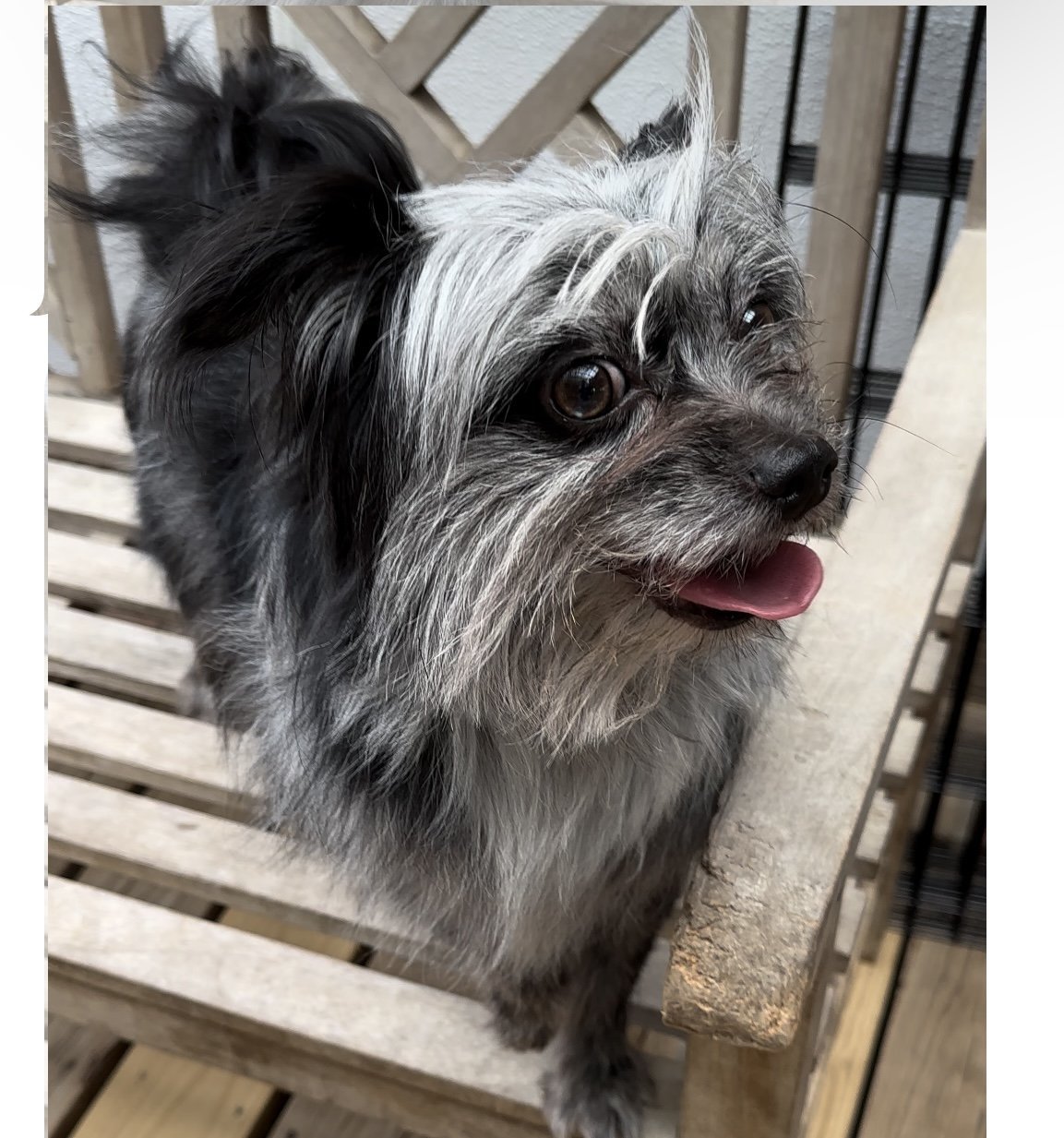 Hunter, an adoptable Havanese, Pomeranian in Princeton, MN, 55371 | Photo Image 1