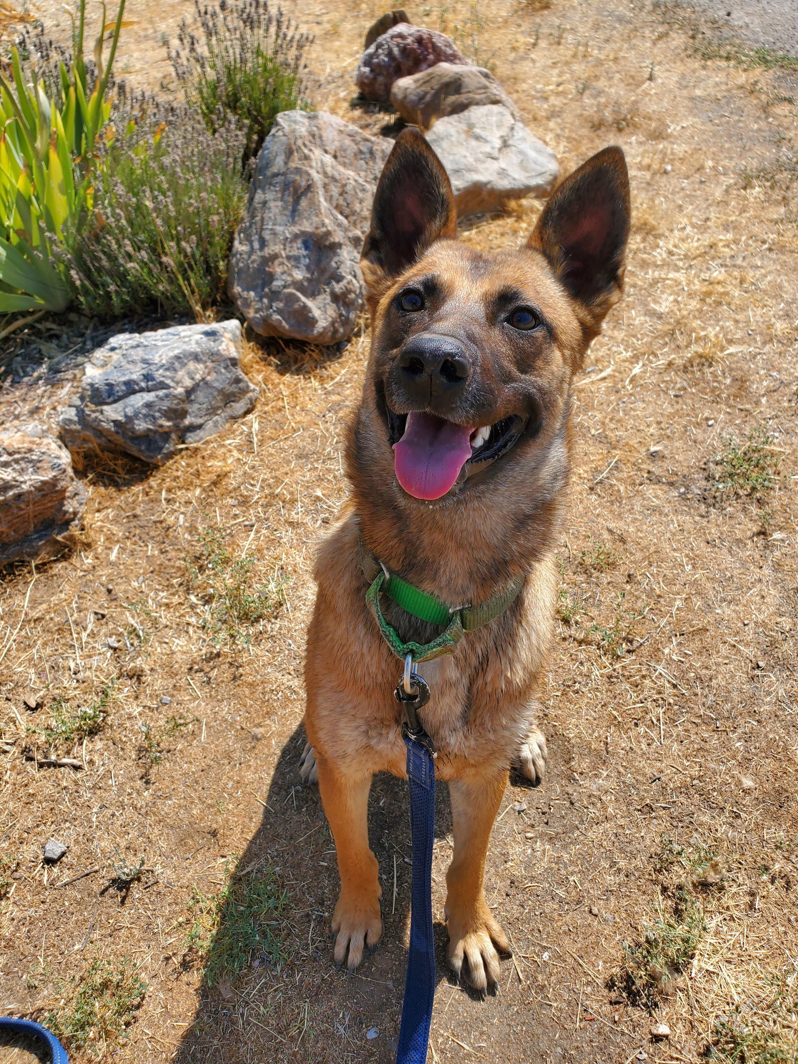 Dakota, an adoptable Belgian Shepherd / Malinois, German Shepherd Dog in Yreka, CA, 96097 | Photo Image 1