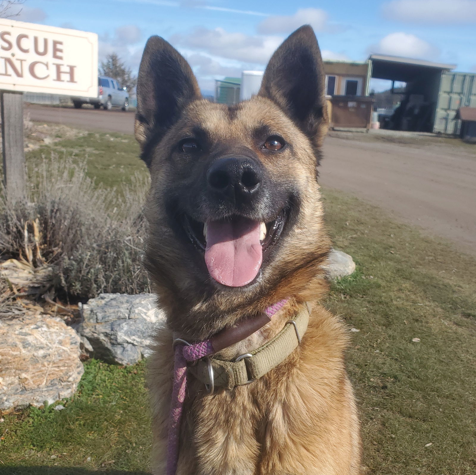 Dakota, an adoptable Belgian Shepherd / Malinois, German Shepherd Dog in Yreka, CA, 96097 | Photo Image 1