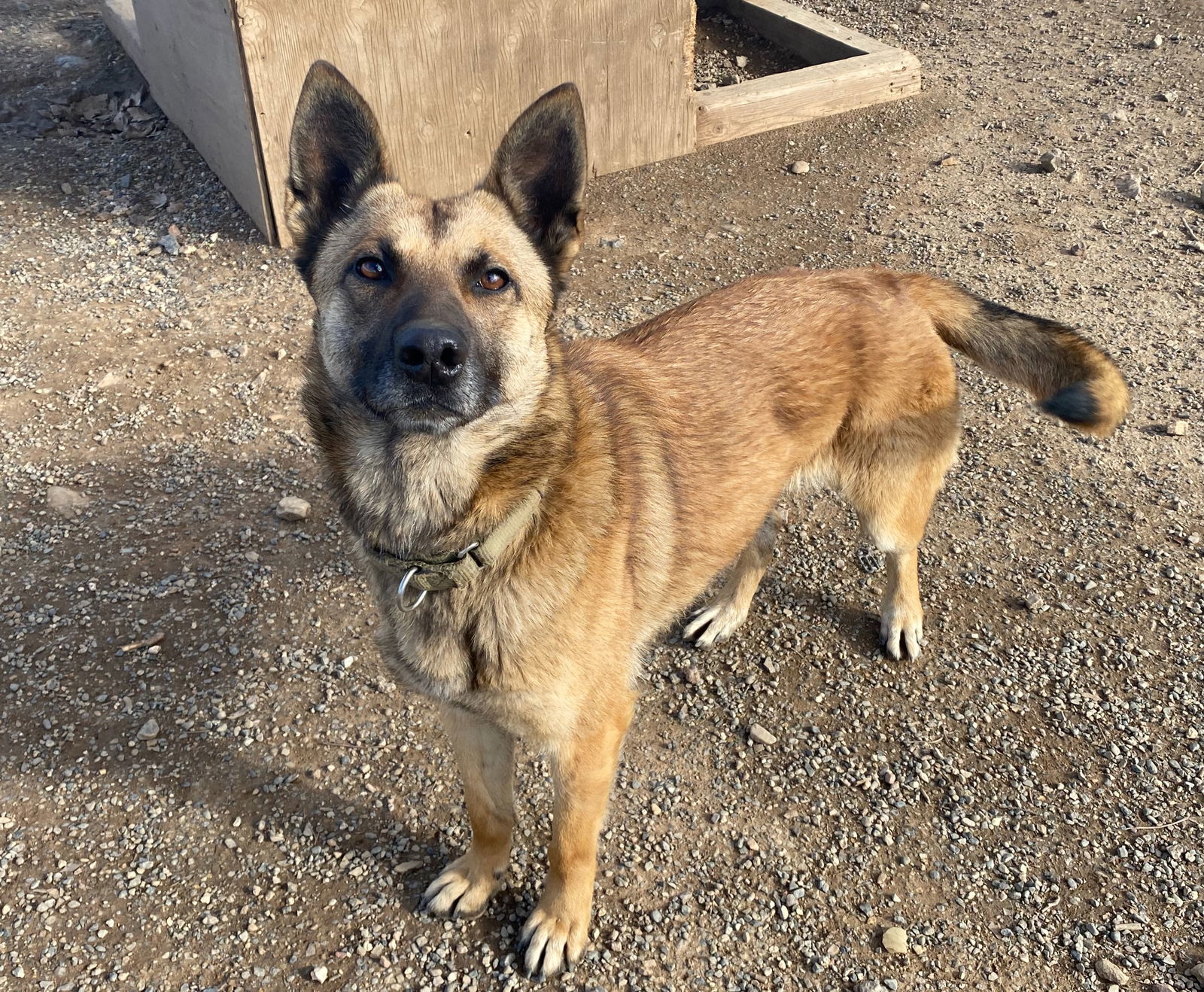 Dakota, an adoptable Belgian Shepherd / Malinois, German Shepherd Dog in Yreka, CA, 96097 | Photo Image 2