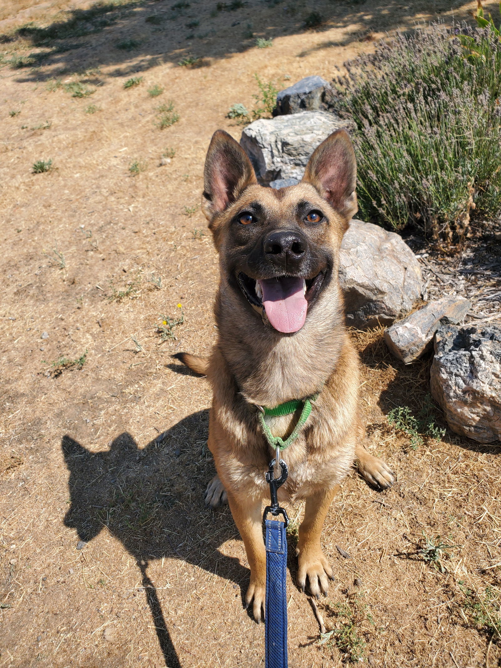 Dakota, an adoptable Belgian Shepherd / Malinois, German Shepherd Dog in Yreka, CA, 96097 | Photo Image 3