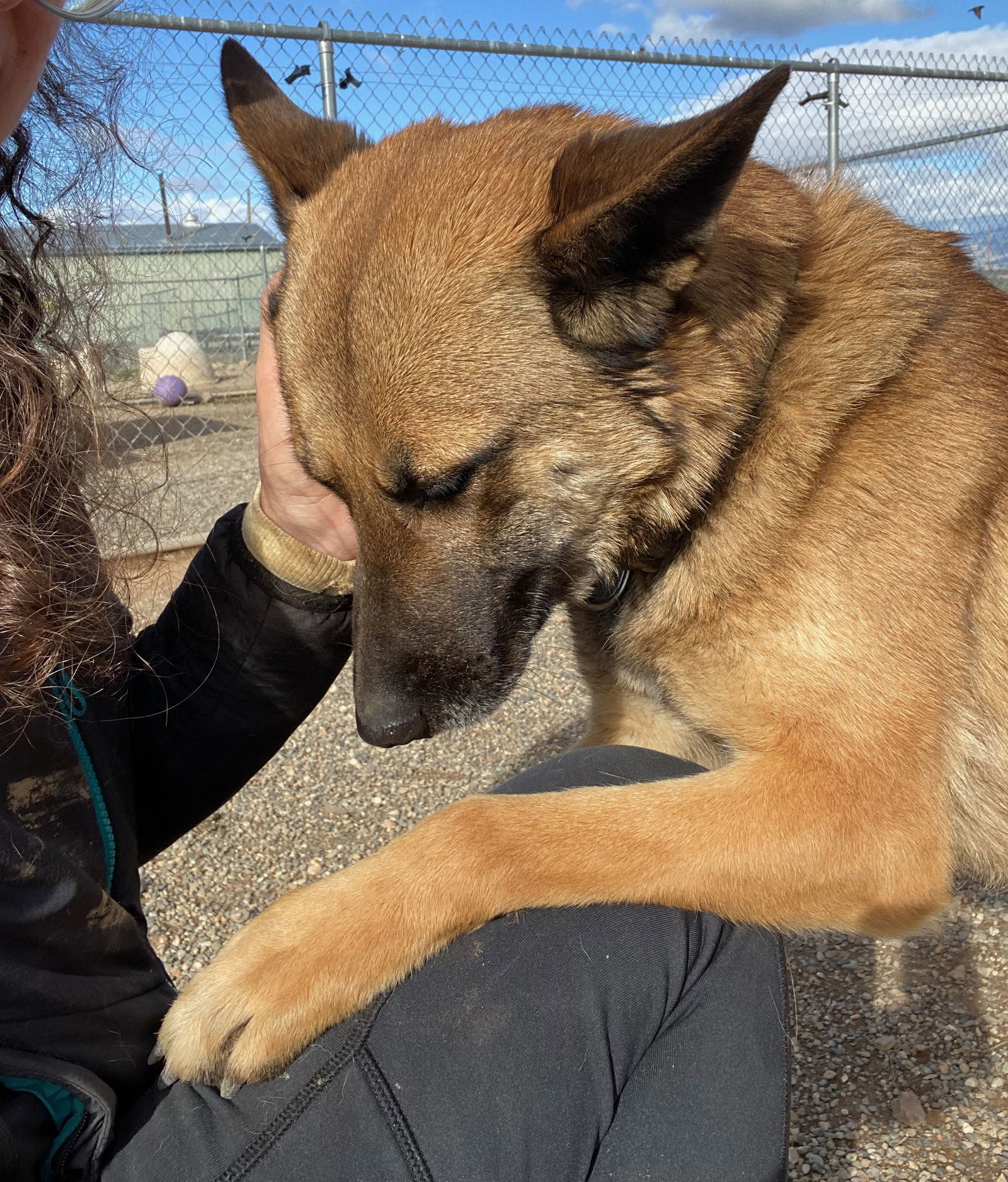 Dakota, an adoptable Belgian Shepherd / Malinois, German Shepherd Dog in Yreka, CA, 96097 | Photo Image 3