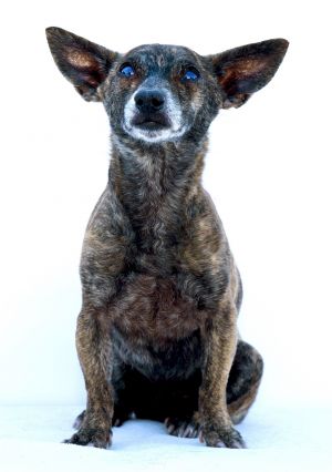 GRACE Chihuahua Dog