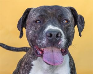 A5545103 Rocky - is a playful pitbull with a heart as big as his personality -