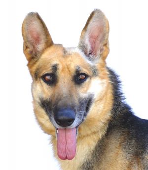 A5612562 Poppy is an intelligent German Shepherd Once she opens her heart to you expect nothing b