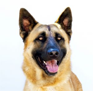 MUFASA German Shepherd Dog Dog