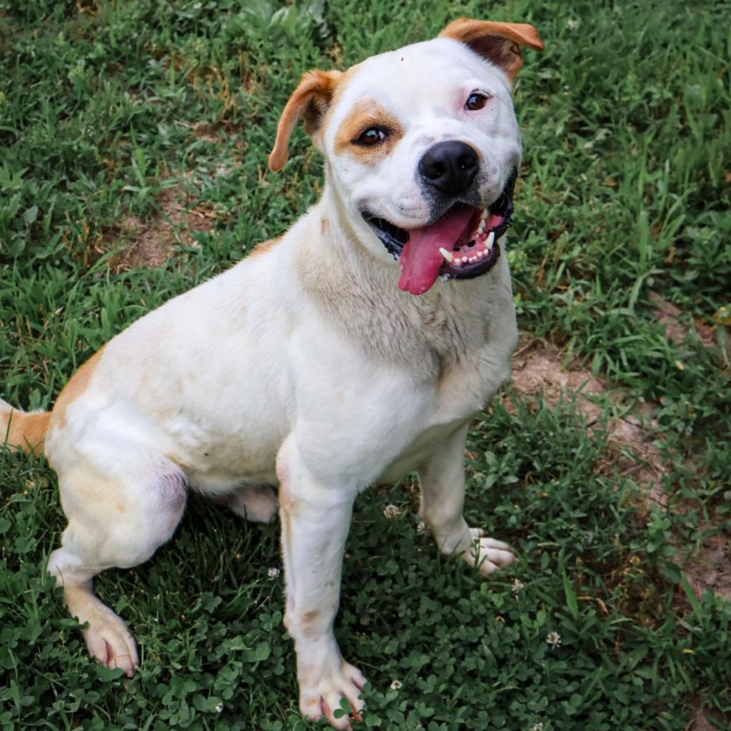 Dewey, an adoptable American Bulldog in Warrensburg, MO, 64093 | Photo Image 1
