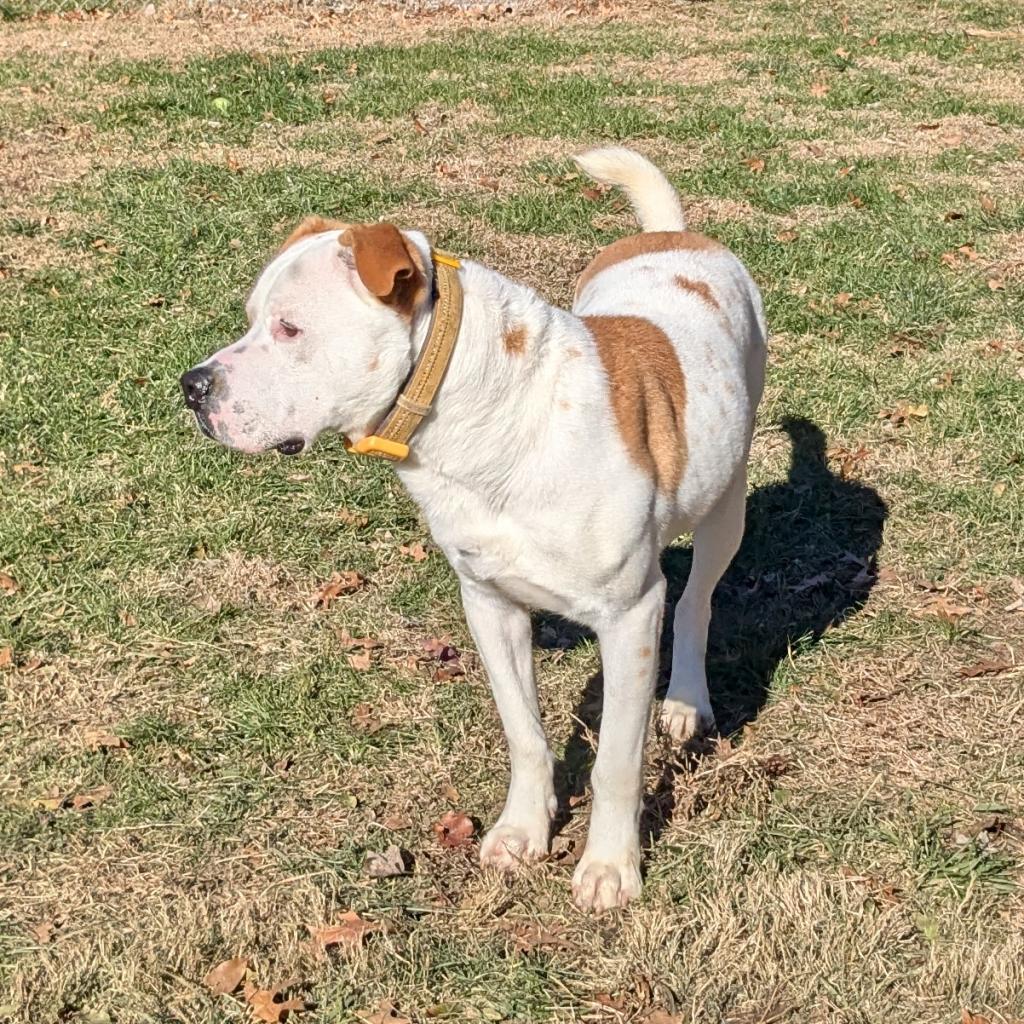 Dewey, an adoptable American Bulldog in Warrensburg, MO, 64093 | Photo Image 2
