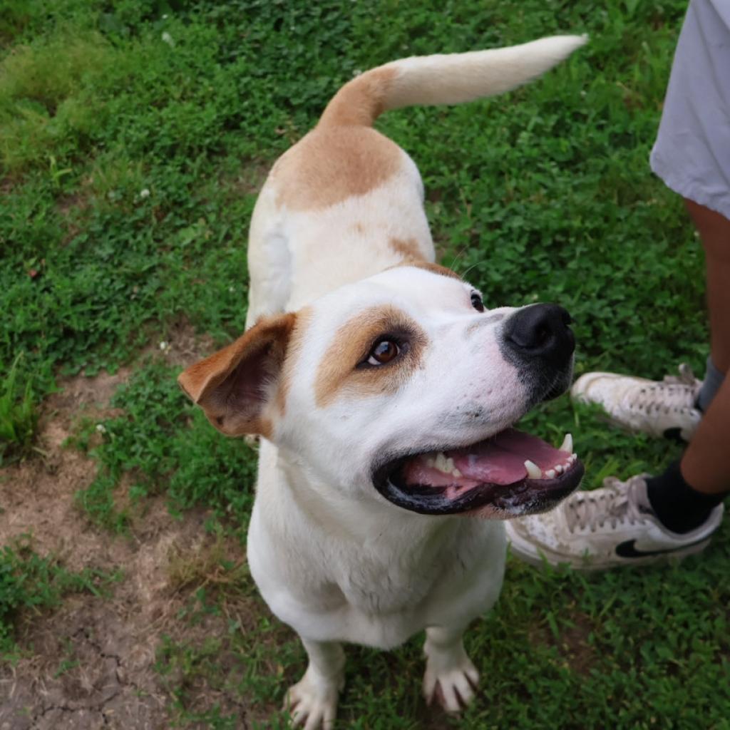 Dewey, an adoptable American Bulldog in Warrensburg, MO, 64093 | Photo Image 3
