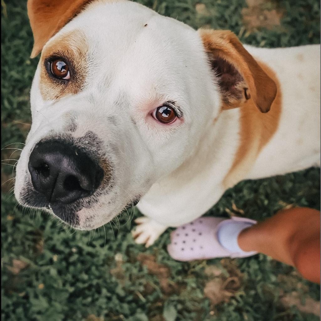 Dewey, an adoptable American Bulldog in Warrensburg, MO, 64093 | Photo Image 4