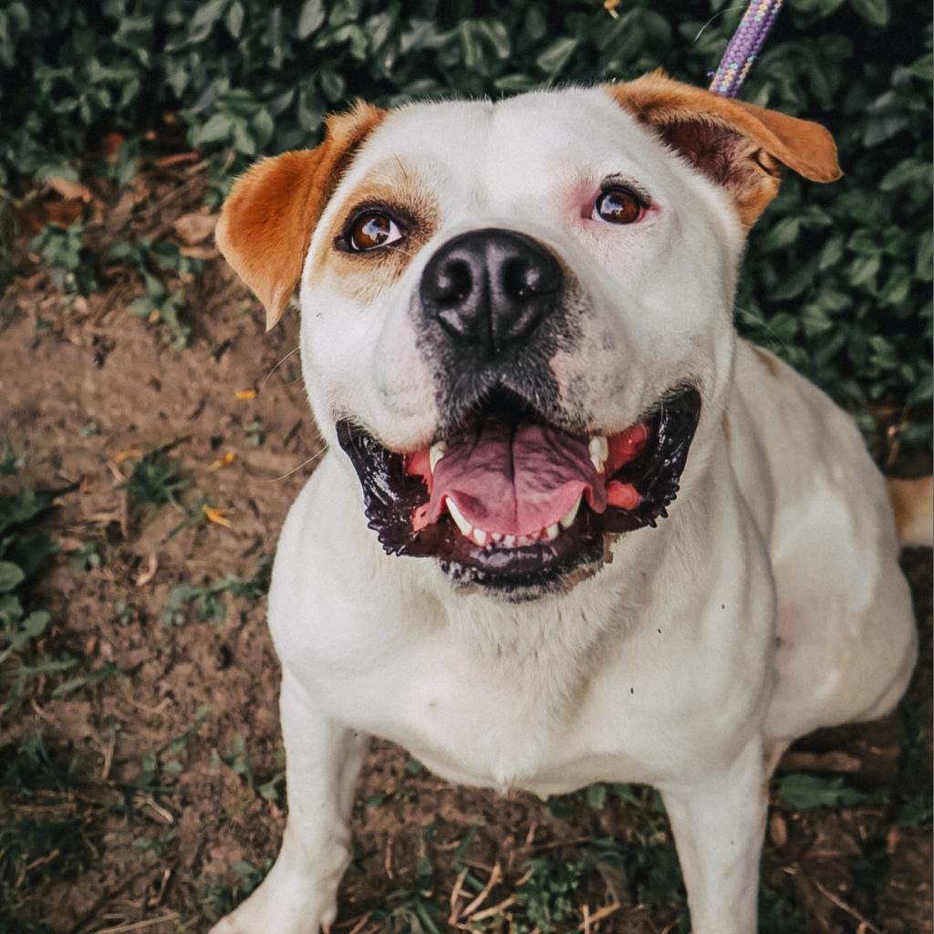Dewey, an adoptable American Bulldog in Warrensburg, MO, 64093 | Photo Image 5