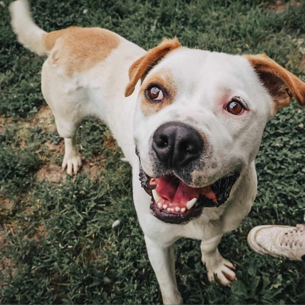 Dewey, an adoptable American Bulldog in Warrensburg, MO, 64093 | Photo Image 6