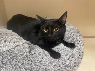 Anchovy, an adoptable Domestic Short Hair in Parlier, CA, 93648 | Photo Image 1