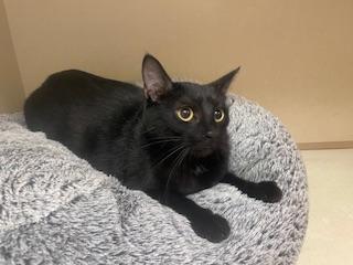 Anchovy, an adoptable Domestic Short Hair in Parlier, CA, 93648 | Photo Image 2