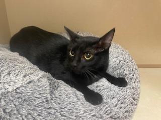 Anchovy, an adoptable Domestic Short Hair in Parlier, CA, 93648 | Photo Image 3