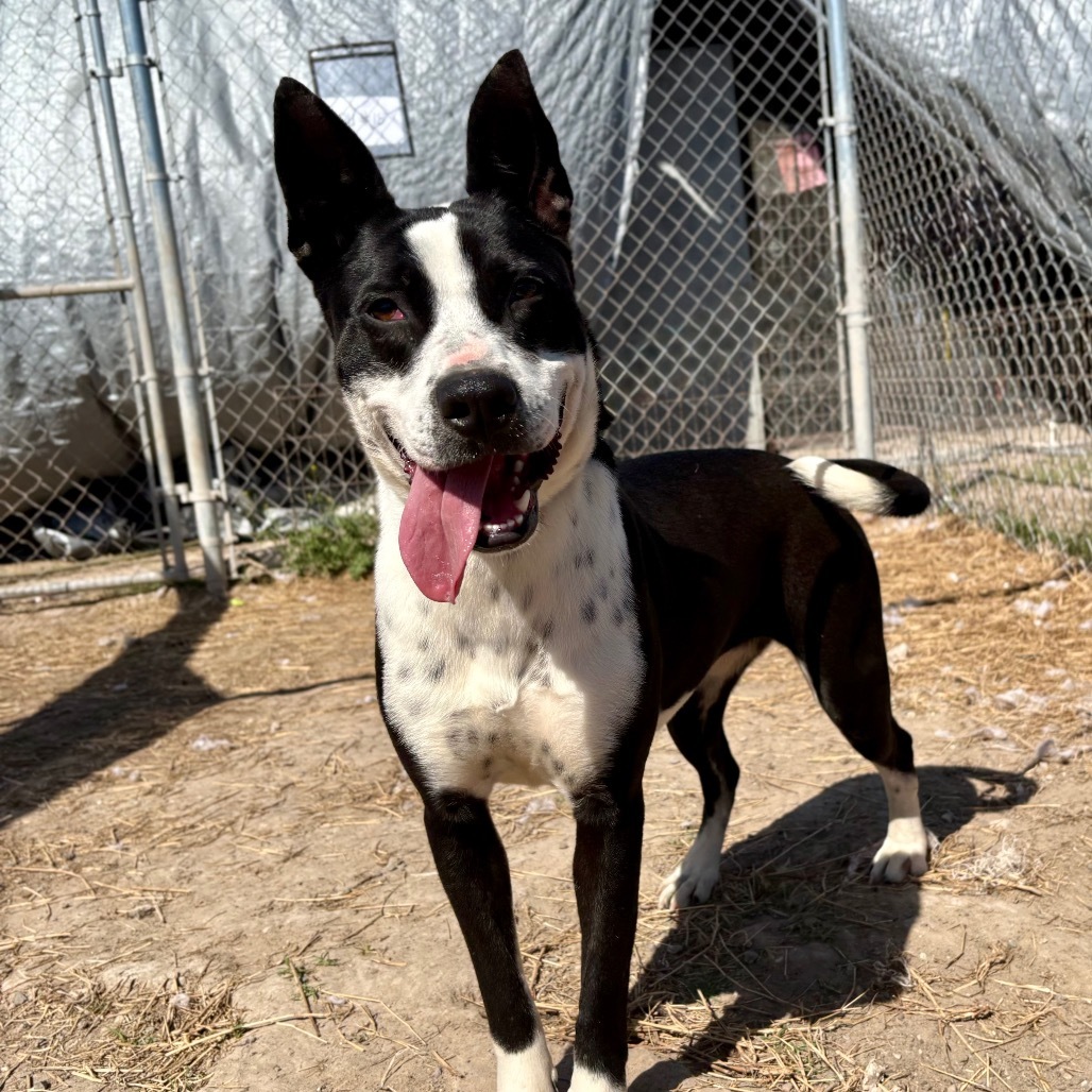 Batgirl / 0313, an adoptable Labrador Retriever, Pit Bull Terrier in Harlingen, TX, 78550 | Photo Image 1