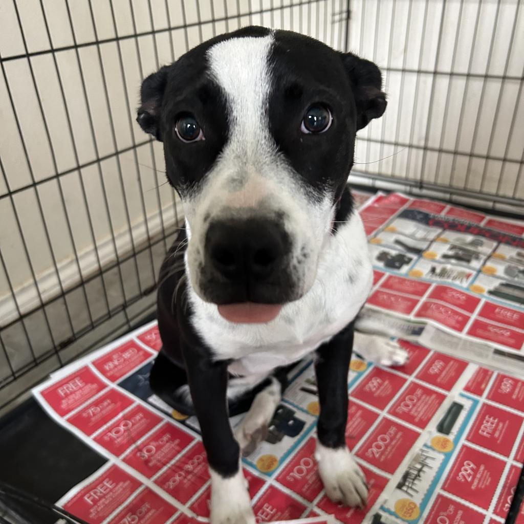 Batgirl / 0313, an adoptable Labrador Retriever, Pit Bull Terrier in Harlingen, TX, 78550 | Photo Image 2