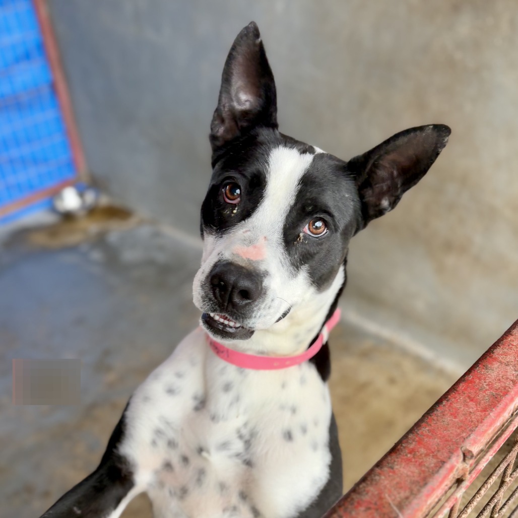 Batgirl / 0313, an adoptable Labrador Retriever, Pit Bull Terrier in Harlingen, TX, 78550 | Photo Image 3