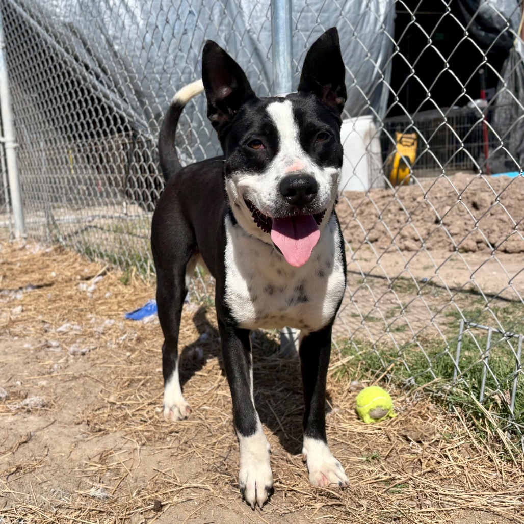 Batgirl / 0313, an adoptable Labrador Retriever, Pit Bull Terrier in Harlingen, TX, 78550 | Photo Image 4