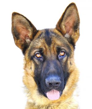 TRAVIS German Shepherd Dog Dog