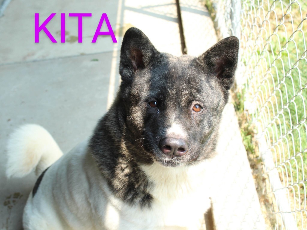 Kita