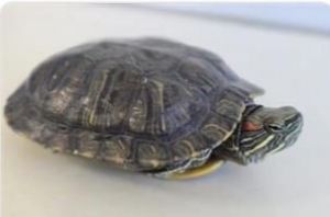 A5612645 Ariel is a 2 year old water turtle who is in need of a permanent home Shes not very