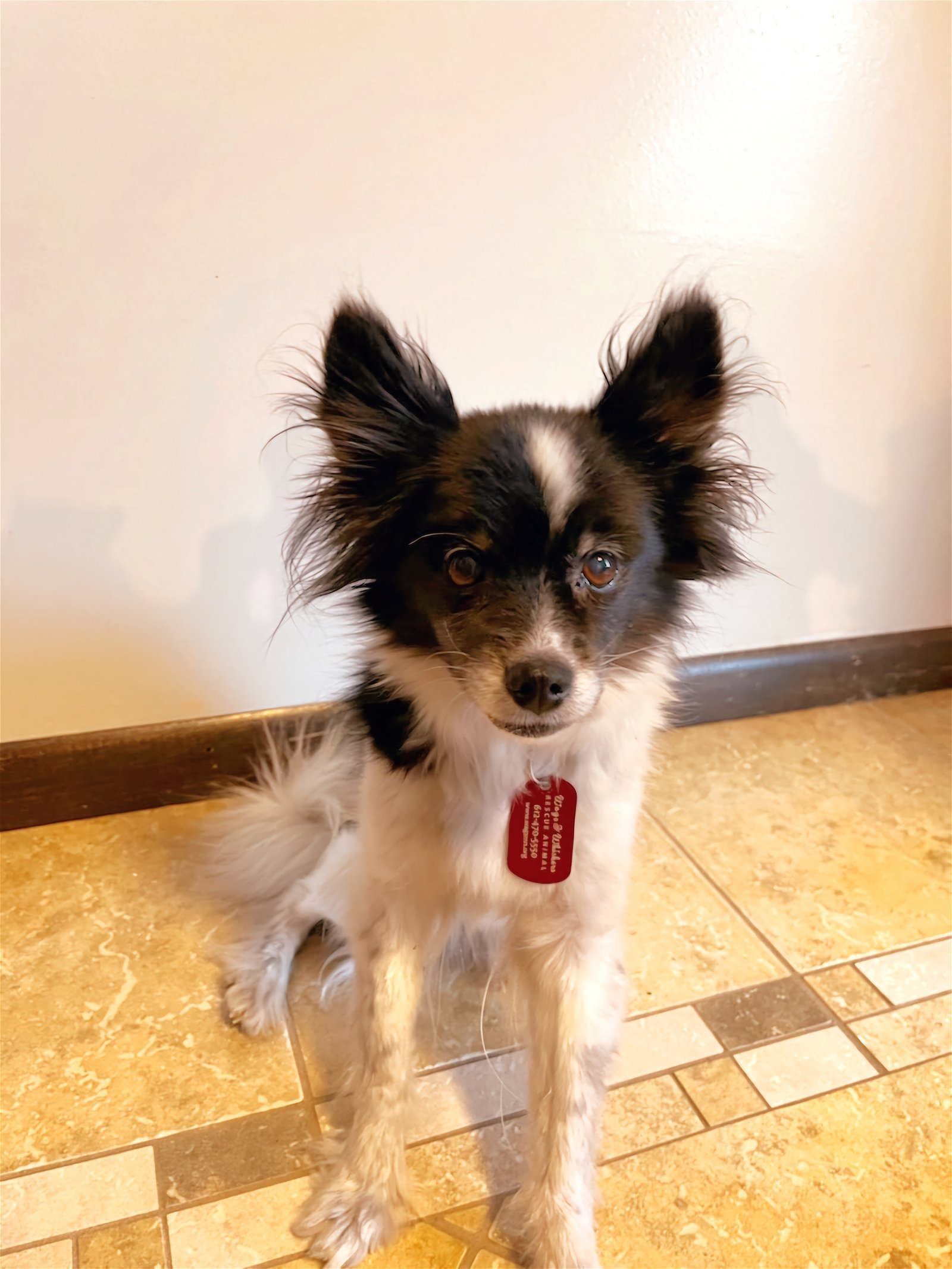 Maribell D5919 - ADOPTION BEING FINALIZED, an adoptable Papillon in minneapolis, MN, 55417 | Photo Image 1