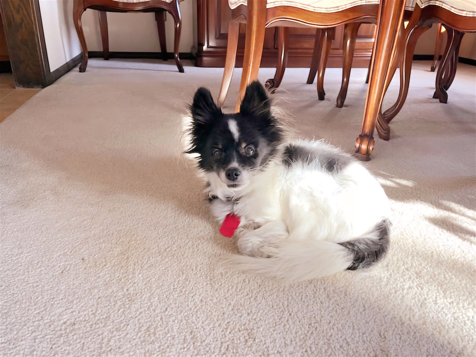 Maribell D5919 - ADOPTION BEING FINALIZED, an adoptable Papillon in minneapolis, MN, 55417 | Photo Image 2