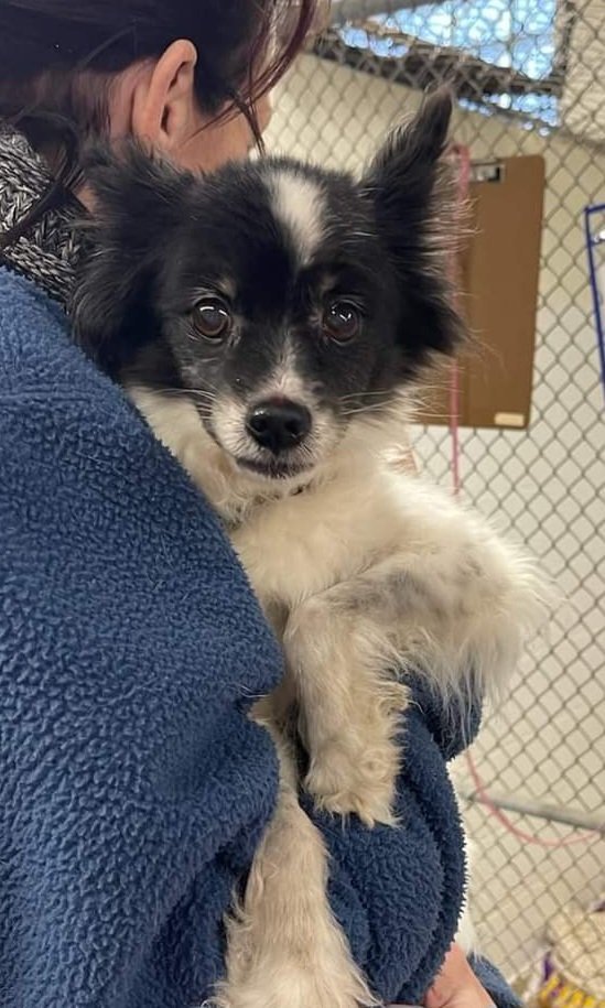 Maribell D5919 - ADOPTION BEING FINALIZED, an adoptable Papillon in minneapolis, MN, 55417 | Photo Image 3