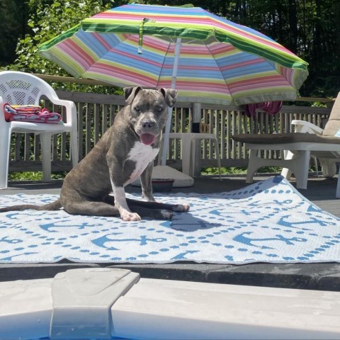 Dolly, an adoptable Mixed Breed in South Portland, ME, 04106 | Photo Image 3