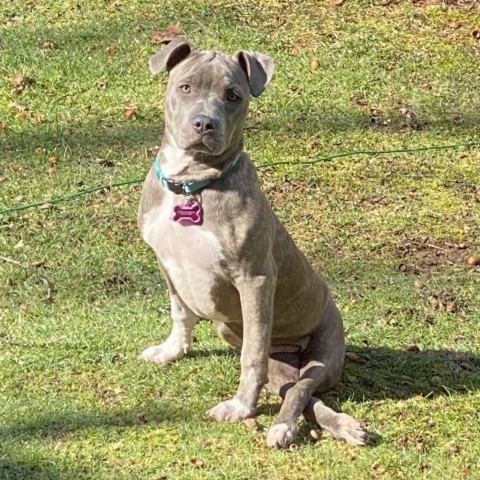 Dolly, an adoptable Mixed Breed in South Portland, ME, 04106 | Photo Image 4