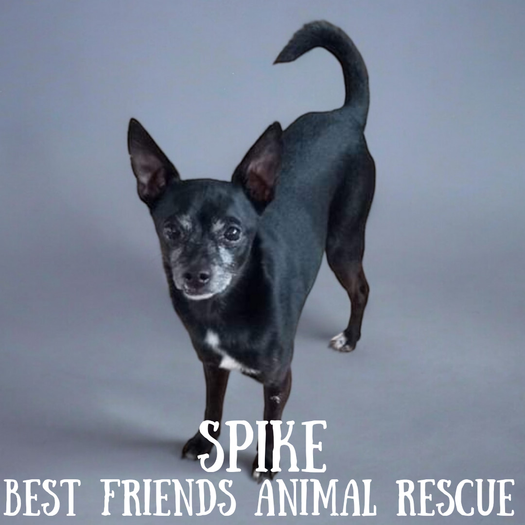 Spike, an adoptable Chihuahua in Wasilla, AK, 99654 | Photo Image 1