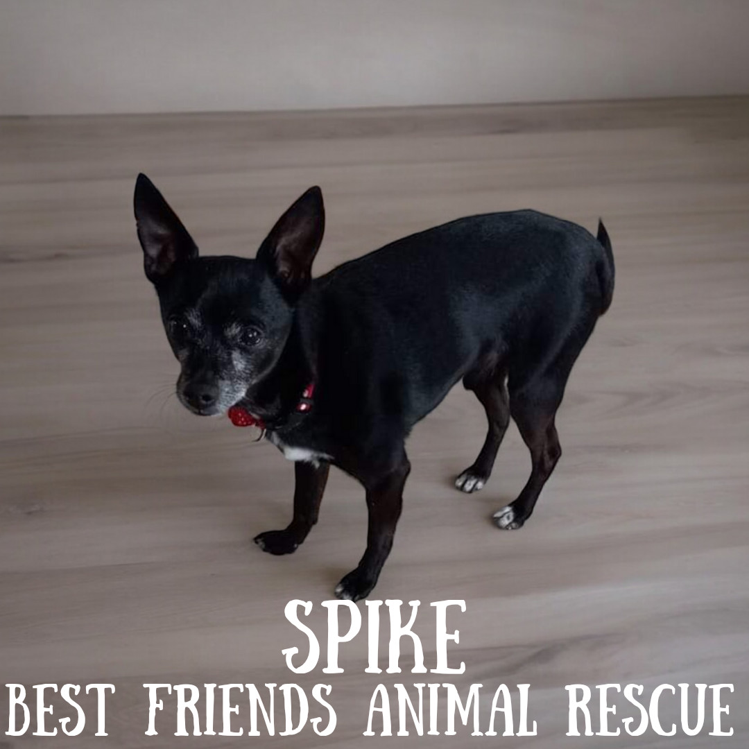 Spike, an adoptable Chihuahua in Wasilla, AK, 99654 | Photo Image 2